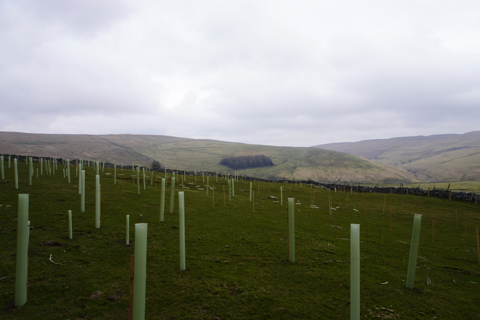 Tree Planting